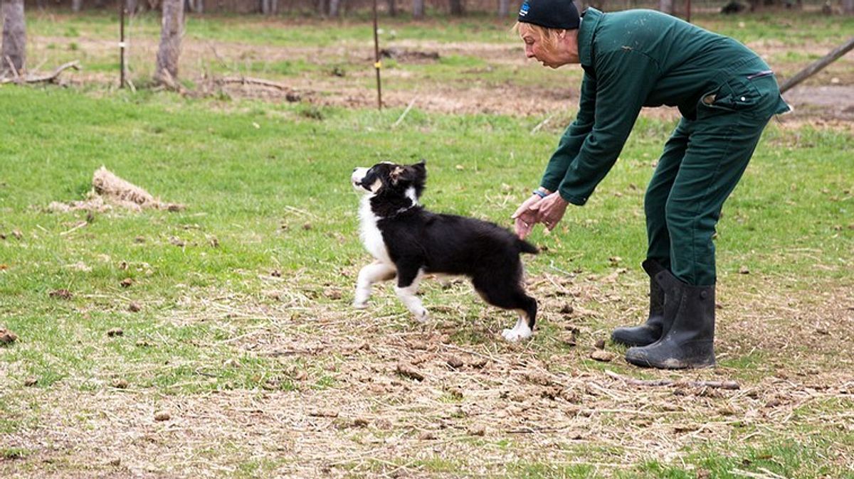 der unglaubliche dr. pol