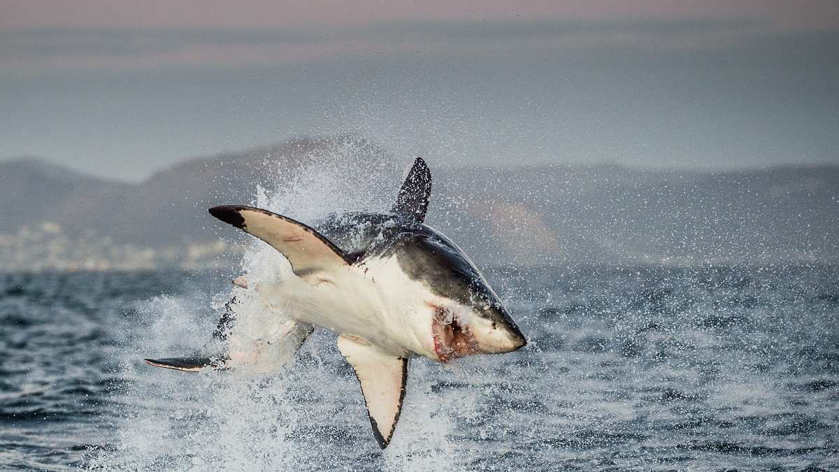 air jaws: top gun sharks