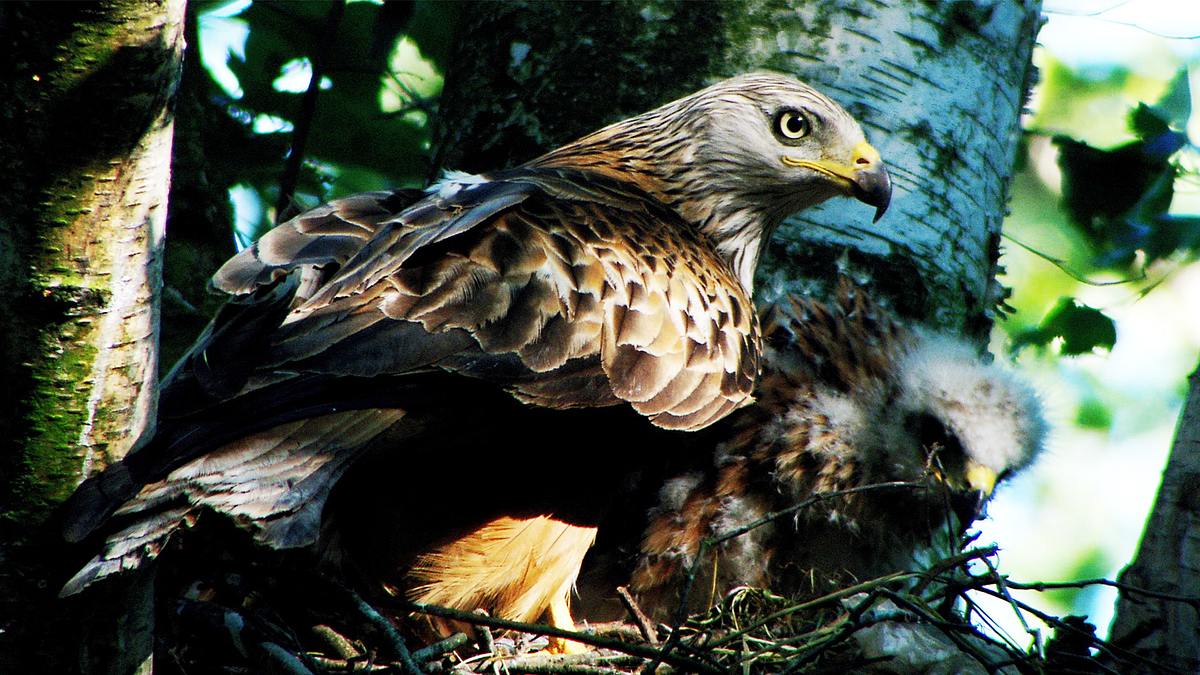 die putzkolonne der natur