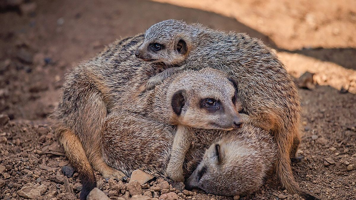 zoo und so - tierisch wild!