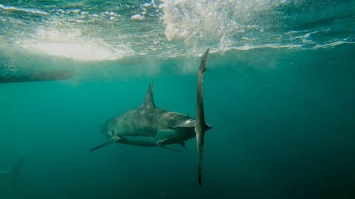 shark week