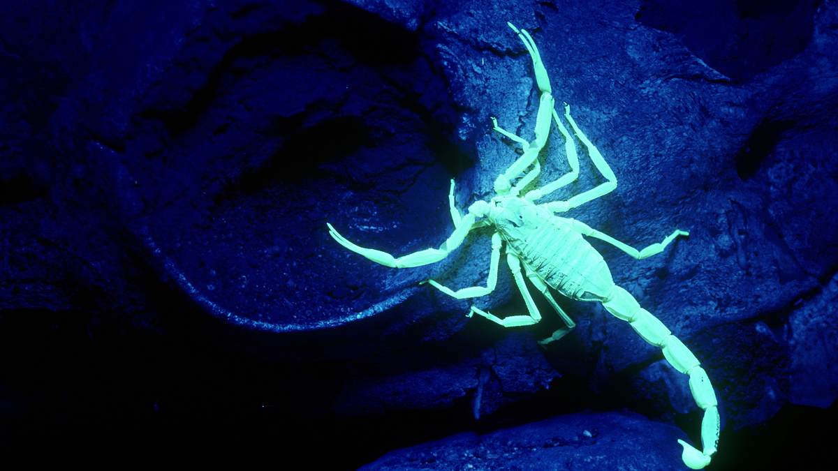Animal Mysteries - Unglaubliches Tierverhalten animal mysteries - unglaubliches tierverhalten