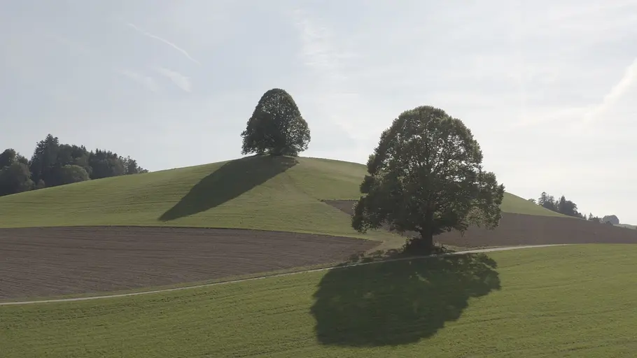 Die magische Welt der Bäume die magische welt der bäume