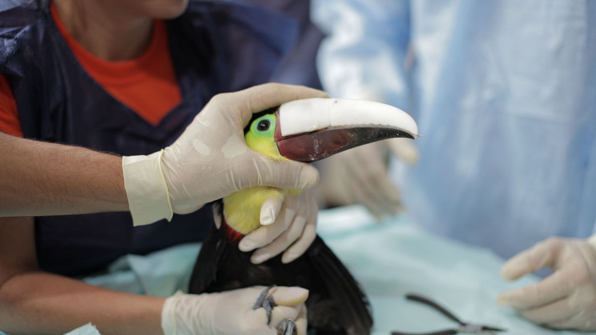 toucan nation - die tierschützer von costa rica