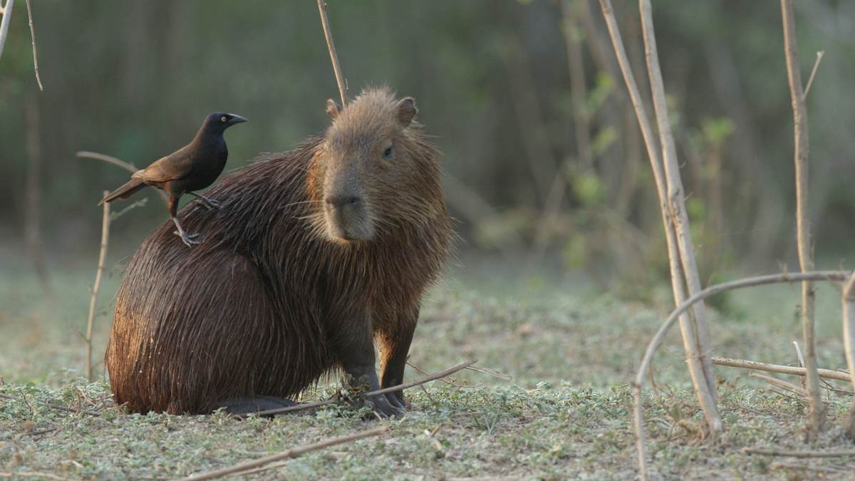 südamerikas tierische freaks