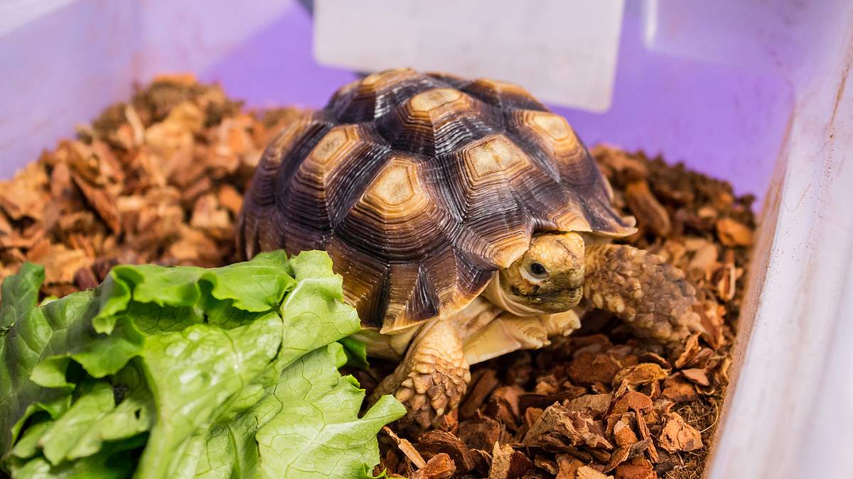 die tierärzte von houston