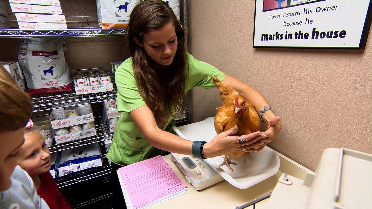 tierarzt dr. jeff