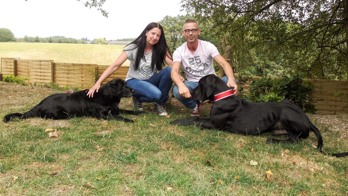 der hundeprofi