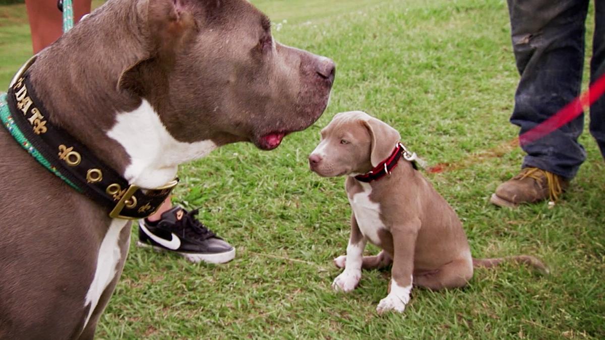 pitbulls auf bewährung