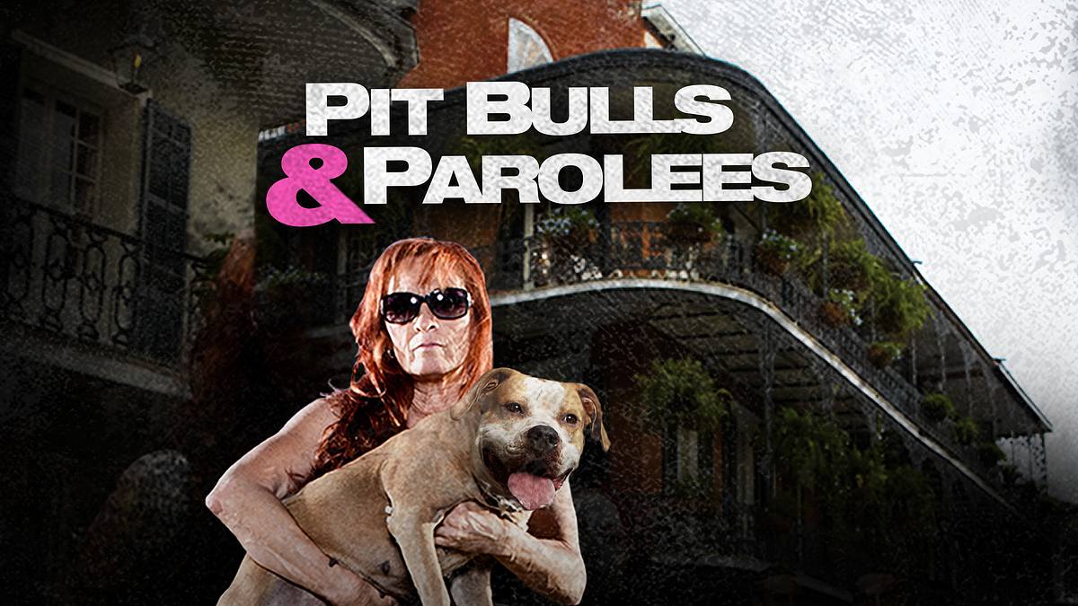 pitbulls auf bewährung