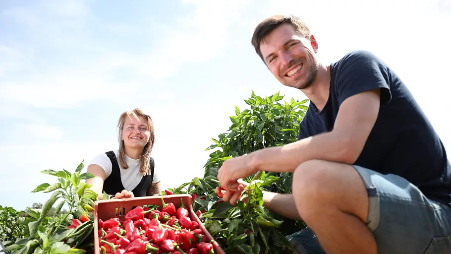 gut gewürzt - ingwer, paprika und rotes gold