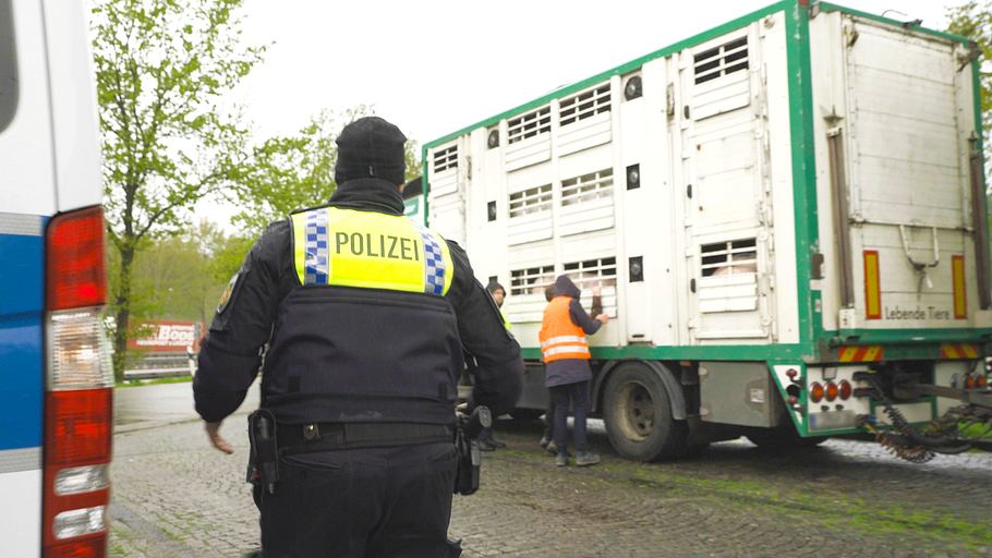 achtung tiertransport: lange wege auf den teller