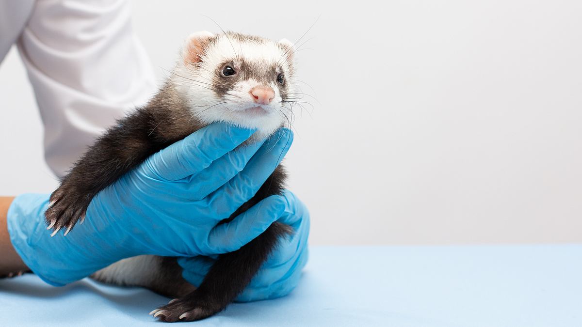 tierarzt dr. jeff