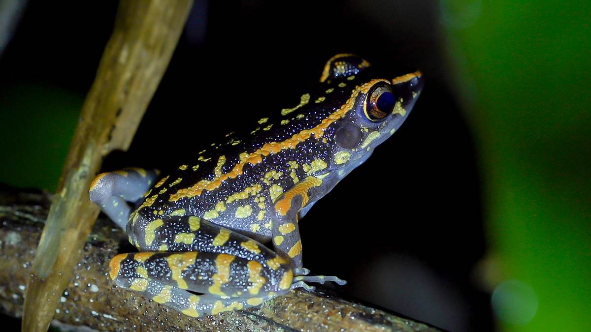 thailands faszinierende wildnis