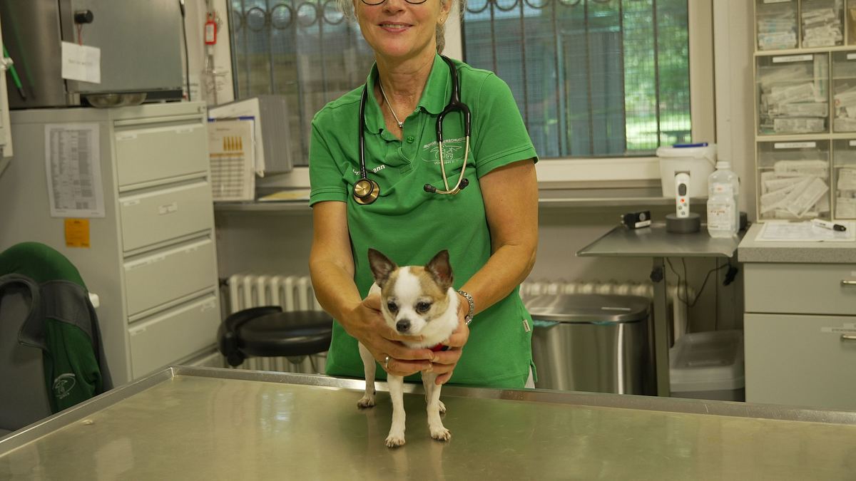das leiden der modehunde - niedlich, aber krankgezüchtet?