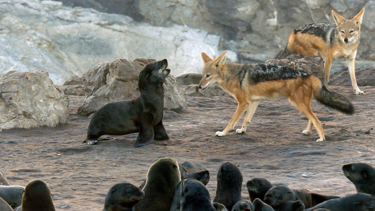 tierische freibeuter der meere
