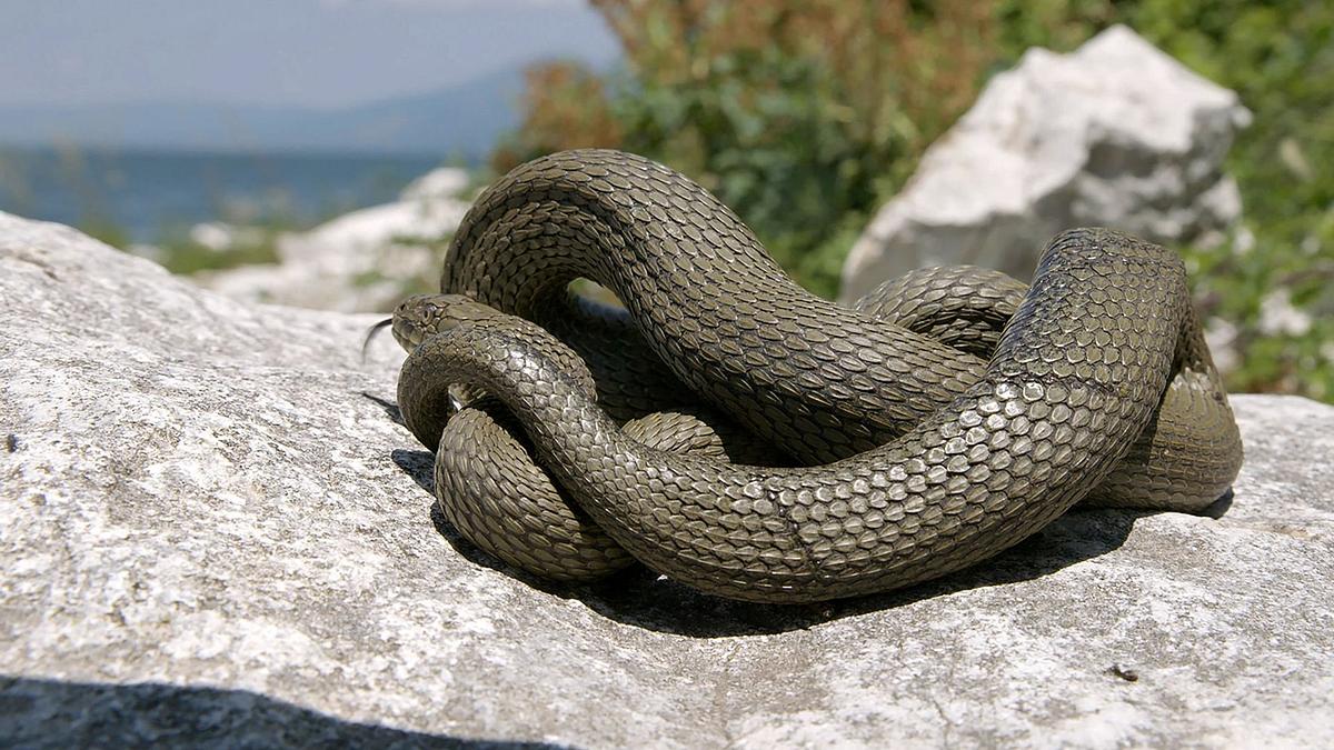wilde schönheiten - raue welten
