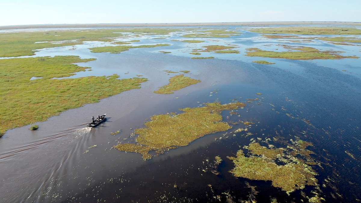 giganten unter wasser - riesenfischen auf der spur