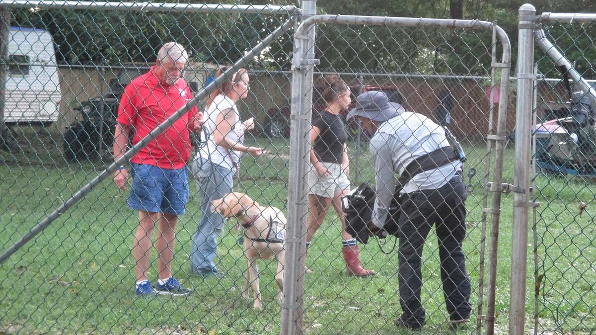 pitbulls auf bewährung