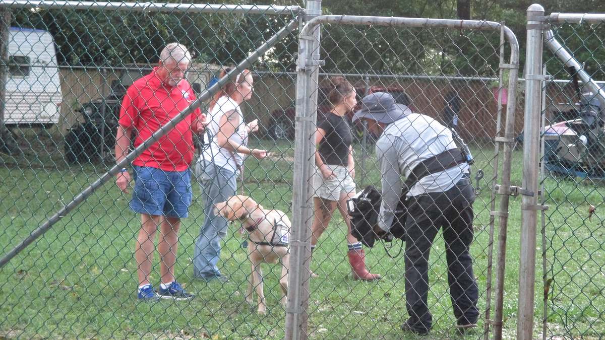 pitbulls auf bewährung