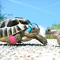 Athleticus Thumbnail
