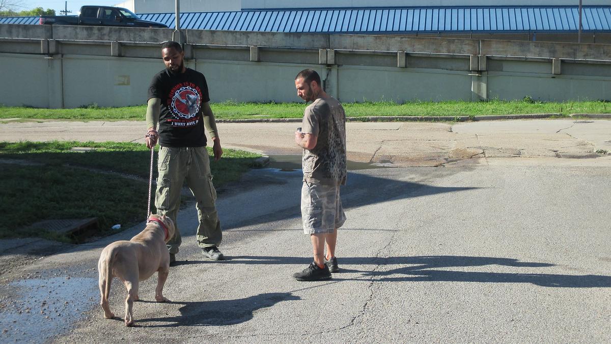 pitbulls auf bewährung
