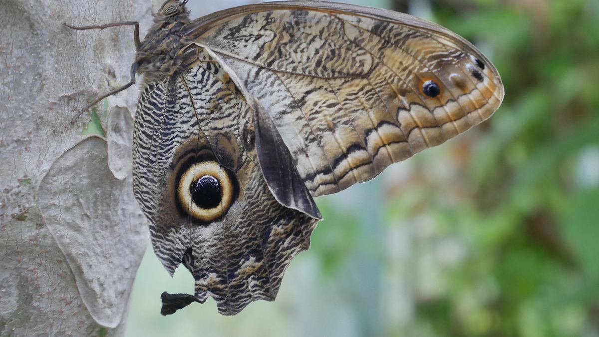 die superkräfte der tiere