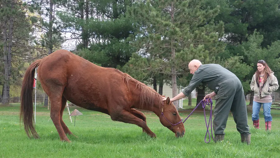 Der unglaubliche Dr. Pol der unglaubliche dr. pol
