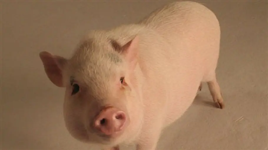 Tierisch clever tierisch clever