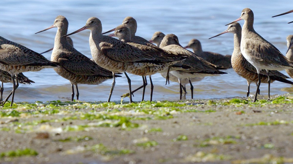 die wundersame reise der watvögel