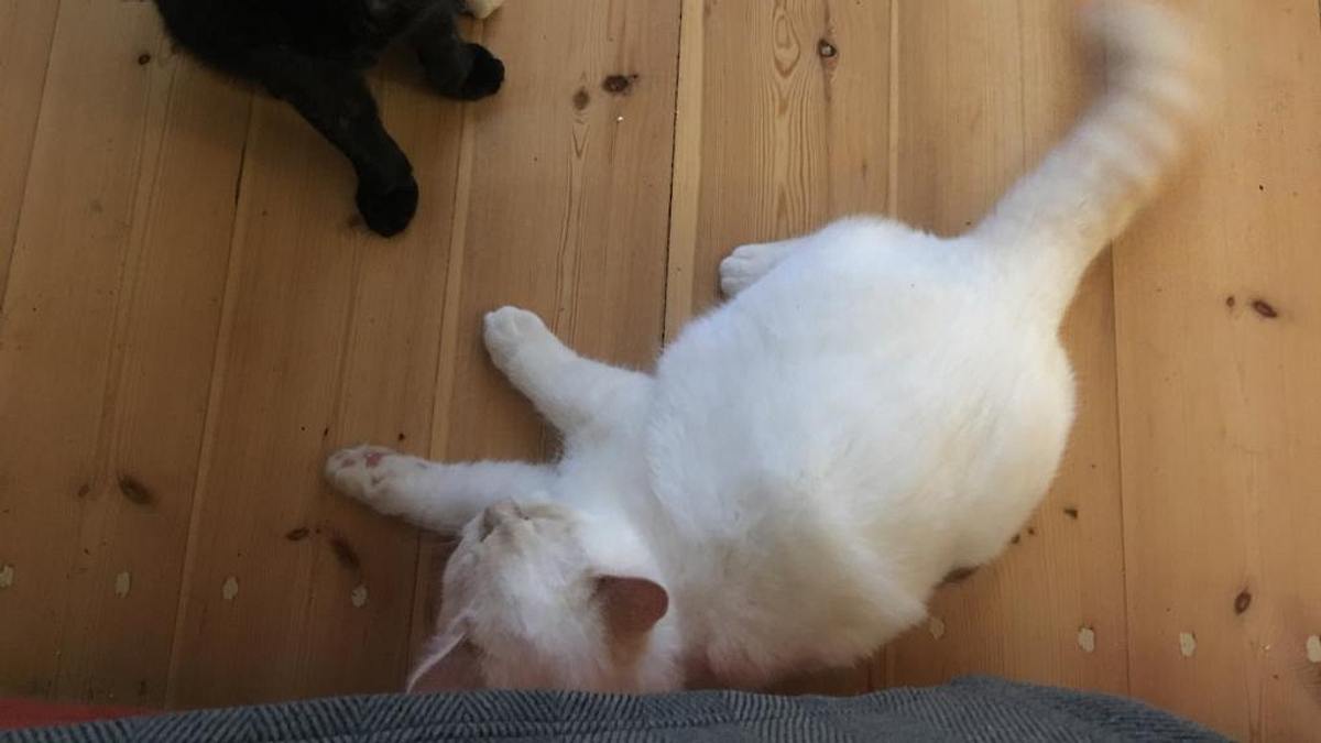 tierische freundschaften