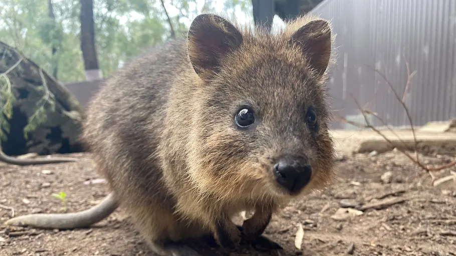 taronga zoo hautnah