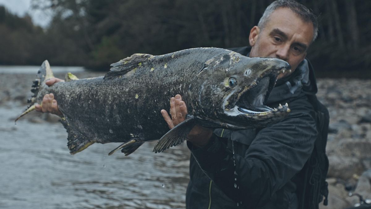 giganten unter wasser - riesenfischen auf der spur