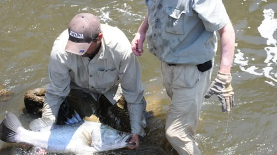 zeb hogans monsterfische