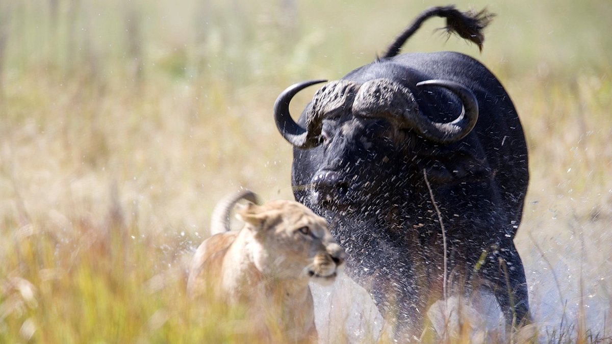 tiere außer rand und band