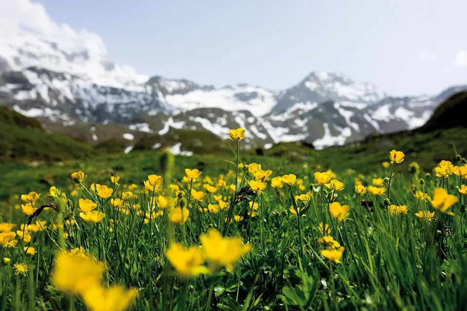 Heimat Österreich heimat österreich