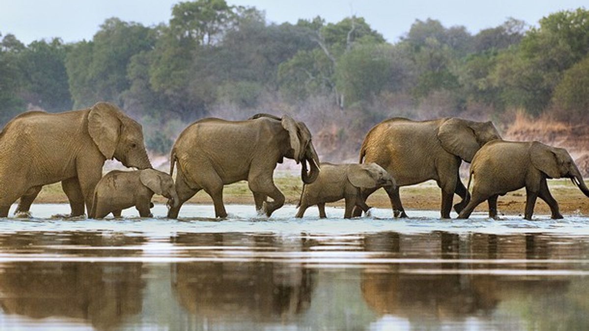 tierische freaks