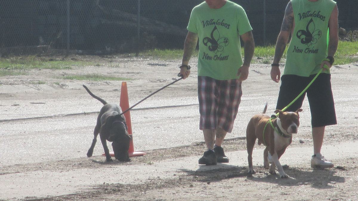 pitbulls auf bewährung
