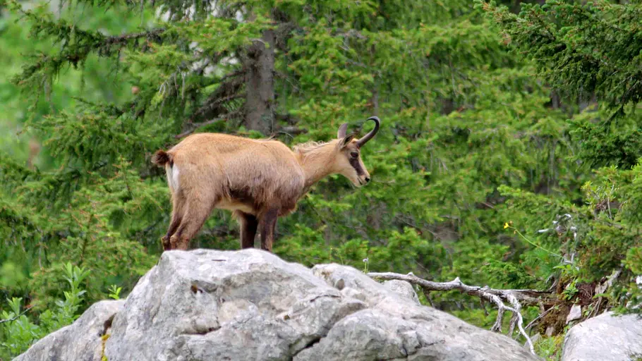 Unsere wilde Schweiz unsere wilde schweiz