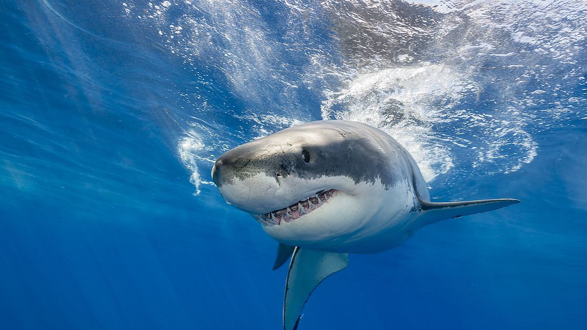deadly jaws - gefahr am strand