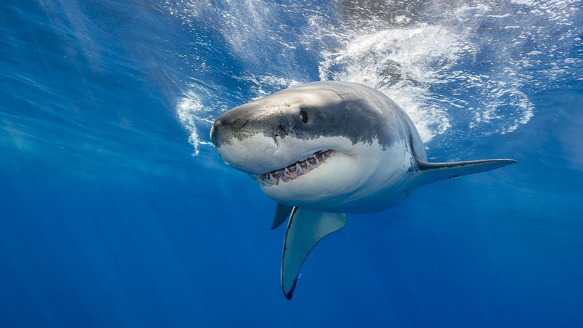 deadly jaws - gefahr am strand