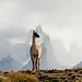 Wildes Chile Thumbnail
