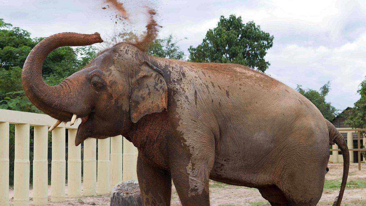 cher und der elefant