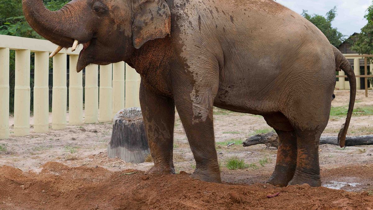 cher und der elefant