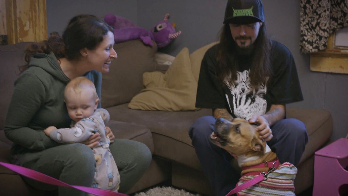 pitbulls auf bewährung