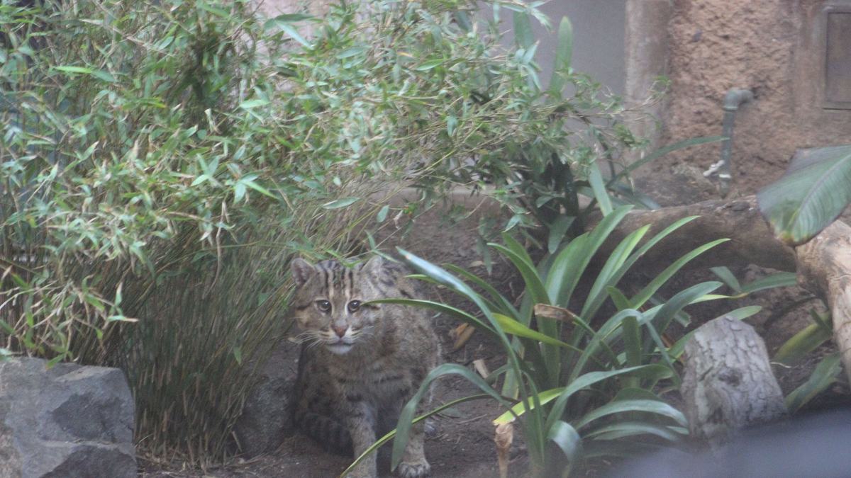 san diego zoo