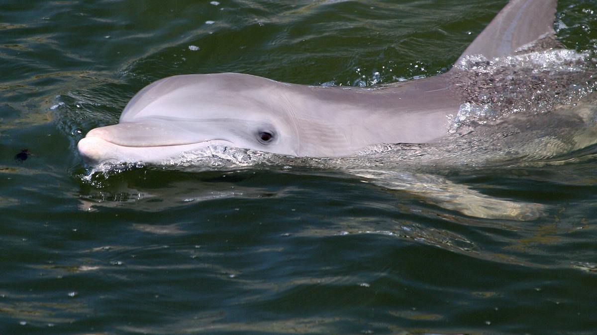 die delfin-schule