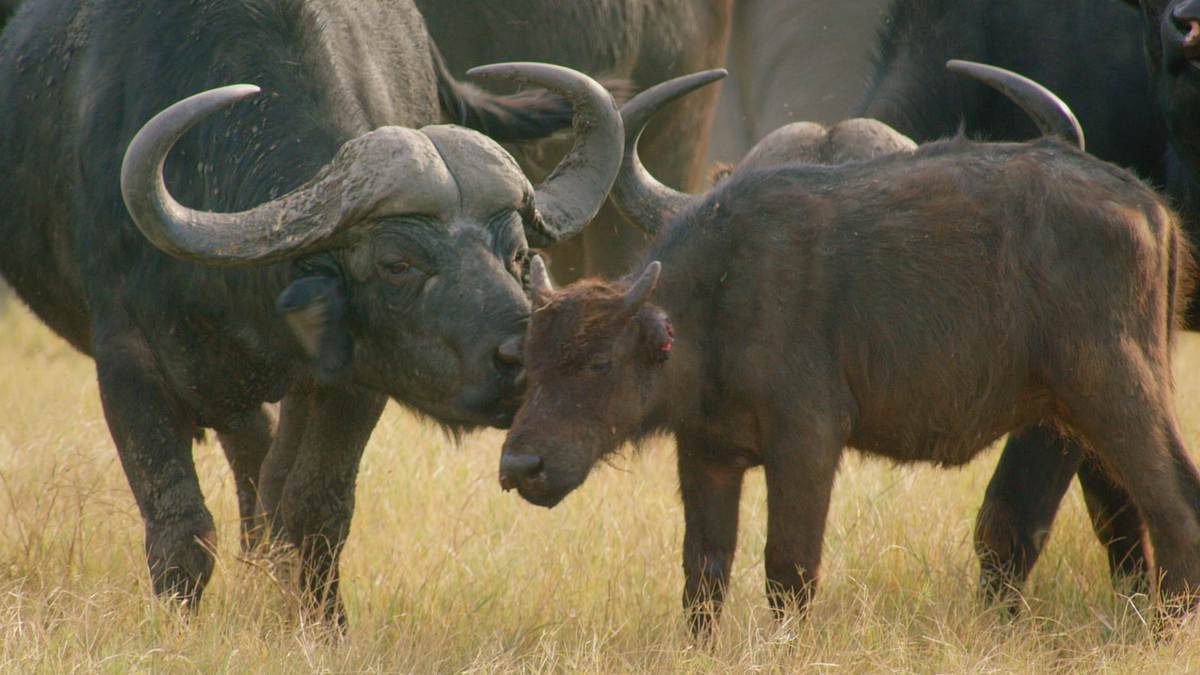 Afrikas wilde Tierwelt afrikas wilde tierwelt