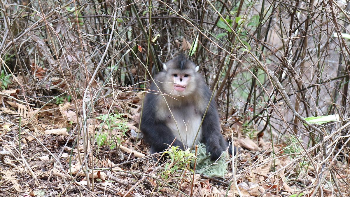 asiens geheime wildnis