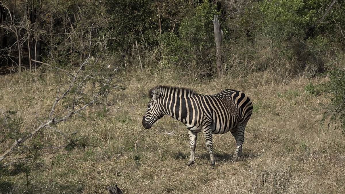 safari live: afrika hautnah